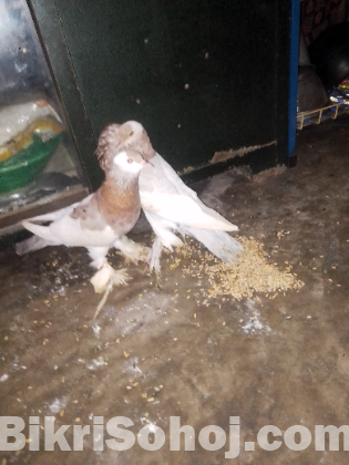 পোটার কবুতর বিক্রি হবে
